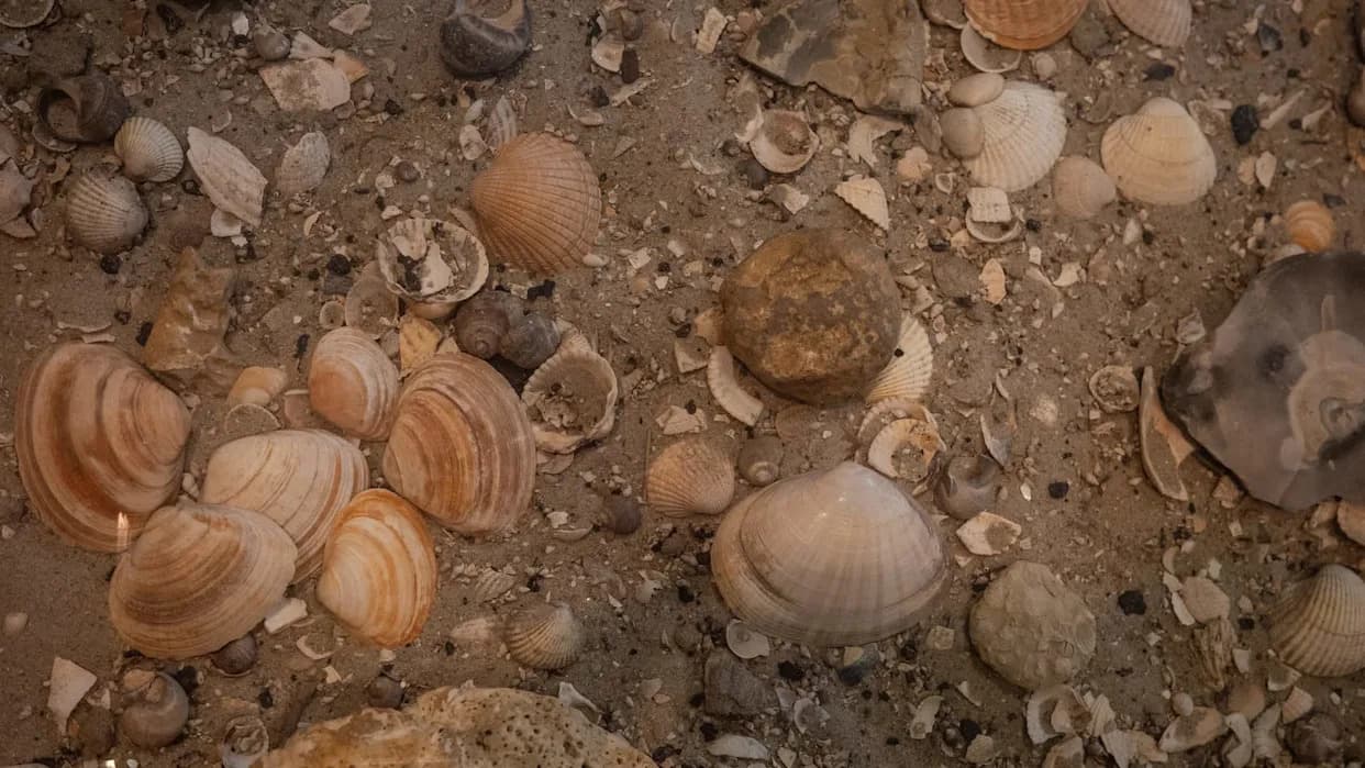 Ancient Rocks Suggest Rising Mountains and Rapid Erosion Helped Early Animals Grow Shells
