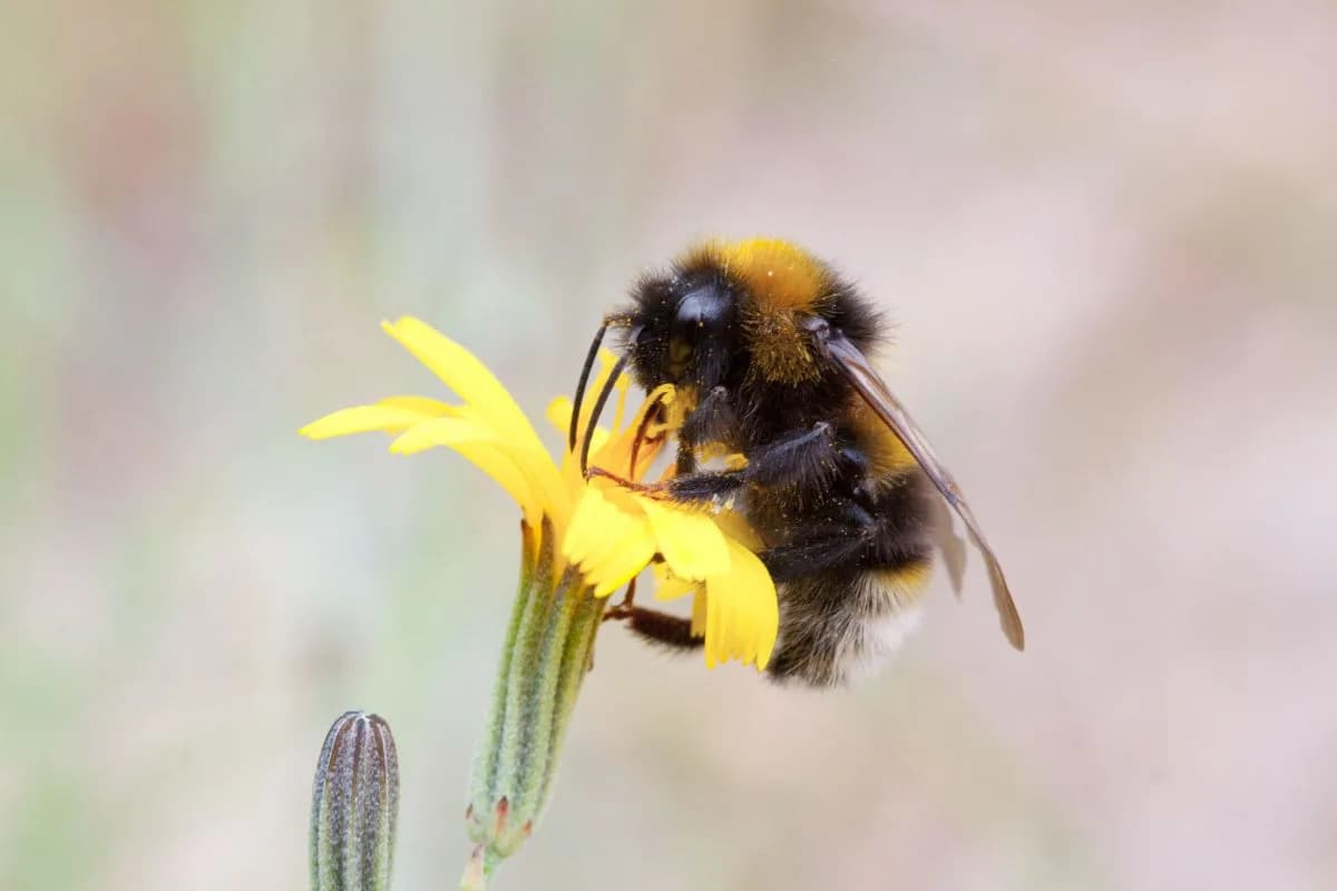 Bumblebees Outsmarted a ‘Flower’ Puzzle — Rolling Balls Shows Spontaneous Problem-Solving