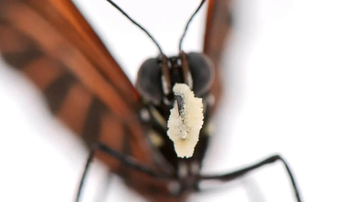 Pollen-Eating Butterflies Live Far Longer — Clues to Extreme Lifespans