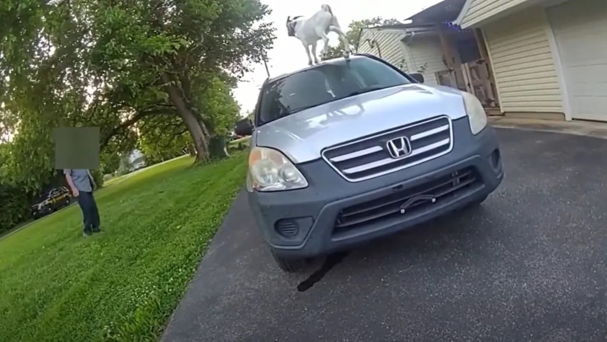 Stubborn Ohio Goat Jumps Onto SUV, Leaps Free and Escapes Into Woods