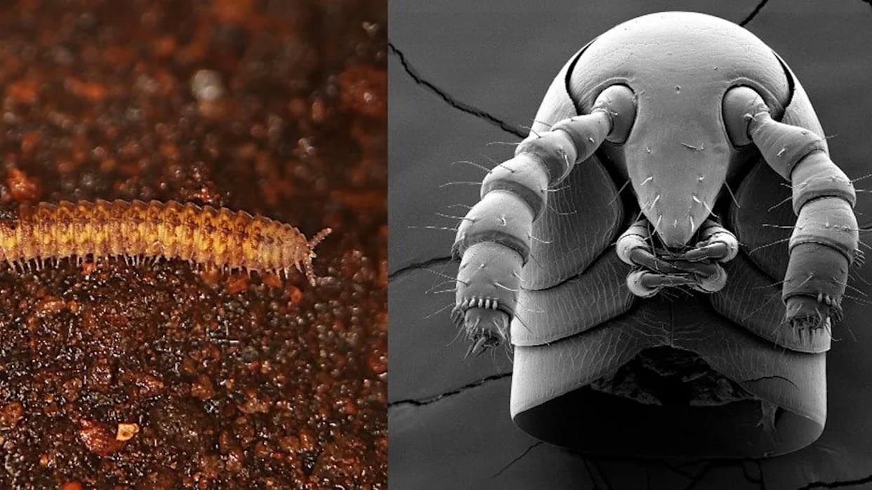 Tiny Pioneers: Millipedes Colonized Land ~460 Million Years Ago, 80 Million Years Before Vertebrates