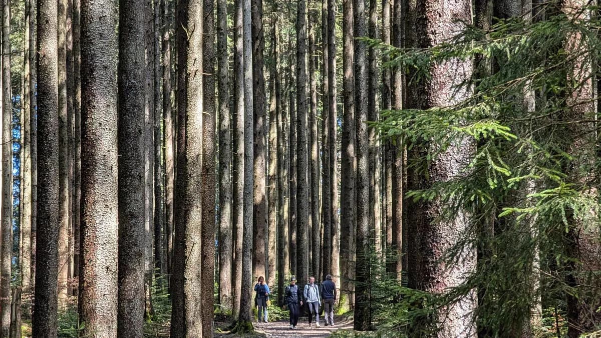One-Hour Forest Walks May Briefly Reshape a Stress-Related Brain Region, Pilot Study Finds
