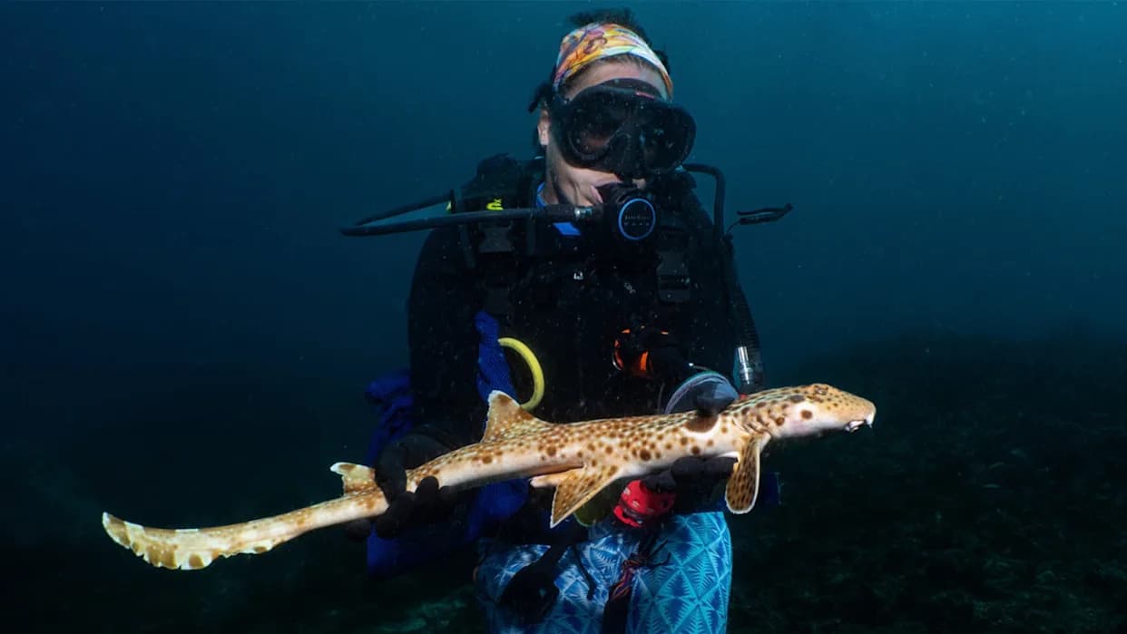 Researcher Catches Meter-Long 'Walking Shark' — It's a New Species, Hemiscyllium dudgeonae