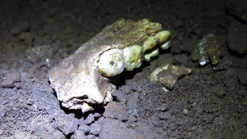 New Protein Evidence Finds Only Females Among Homo naledi Teeth, Deepening Rising Star Mystery