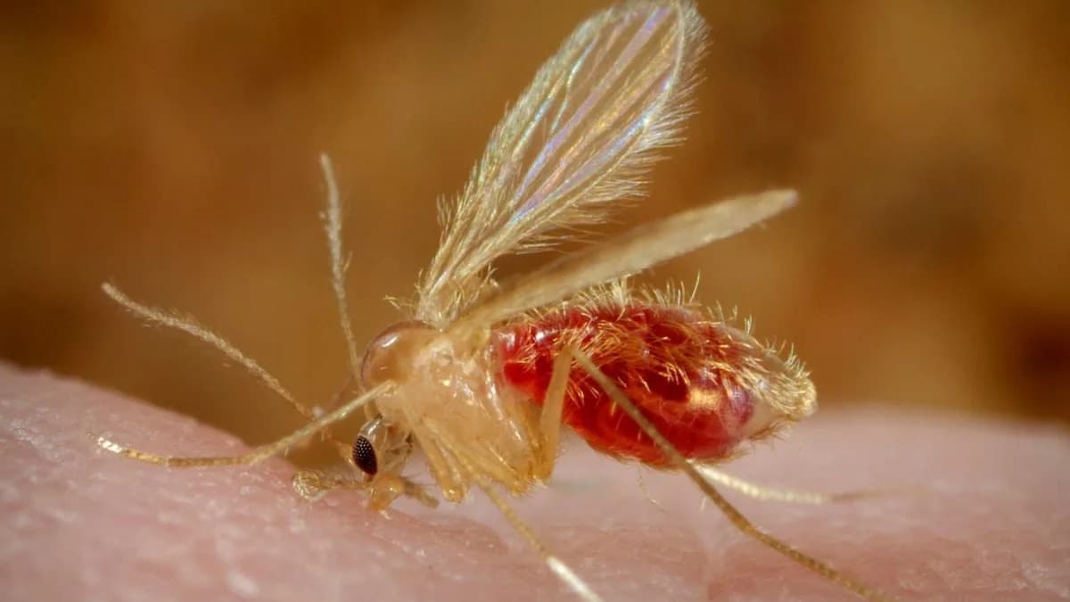 Parasites Reactivate Rare Congenital Buttock Tract Decades Later — Possible First Recorded Case