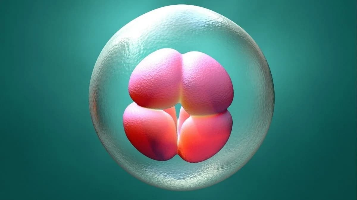 Single-Gene Loss Derails Early Human Embryo Development, Study Finds