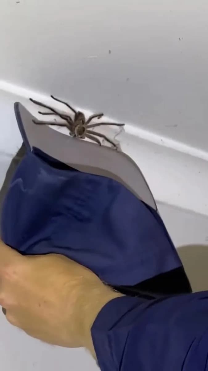 Double Surprise in Queensland Bedroom: Carpet Python and Giant Huntsman Spider Removed