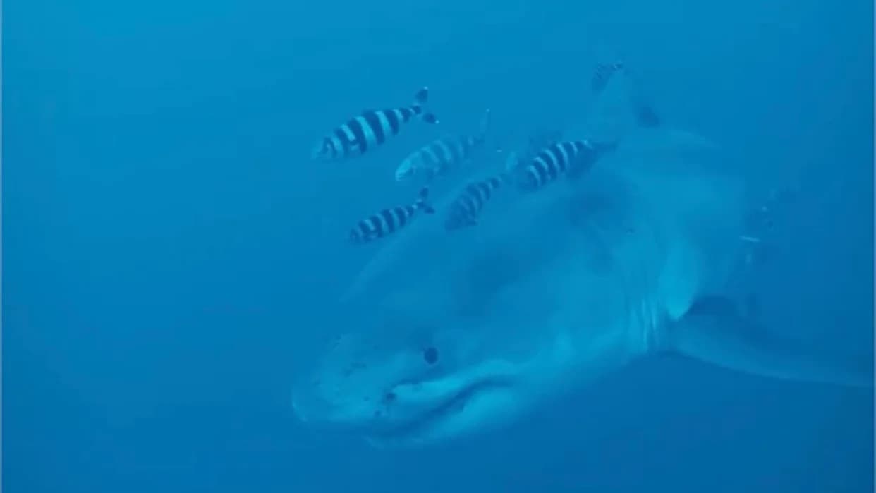 Rare 13‑Foot Great White Glides Past Diver Cutting Ghost Nets 200 Feet Off Sicily — Possible First Underwater Record in the Mediterranean