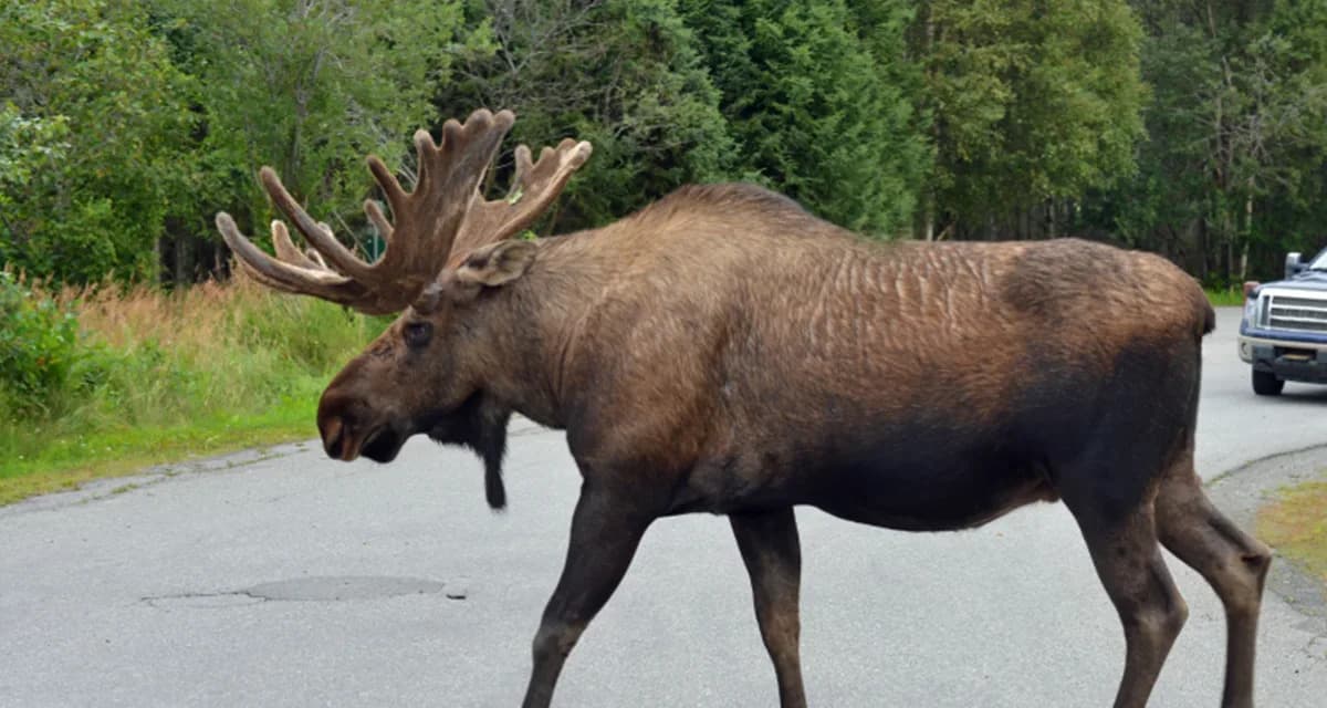 Finland’s Smart ‘Moose Crossings’ Cut Collisions to Zero in Trial Area