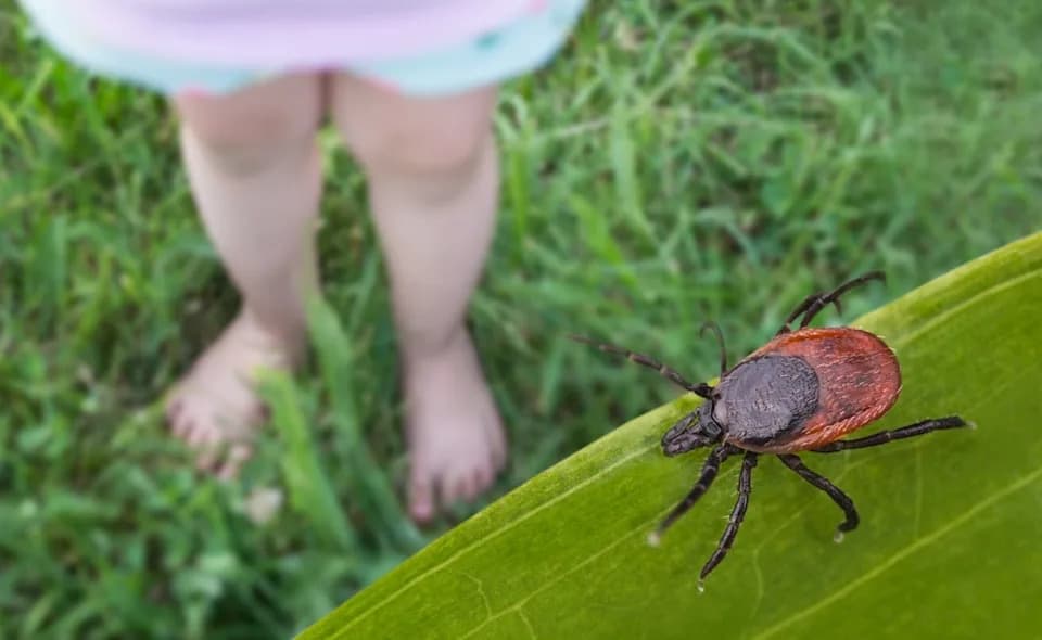 Rare Powassan Tick Virus Spreads Rapidly — U.S. Cases Hit Record 76 in 2025