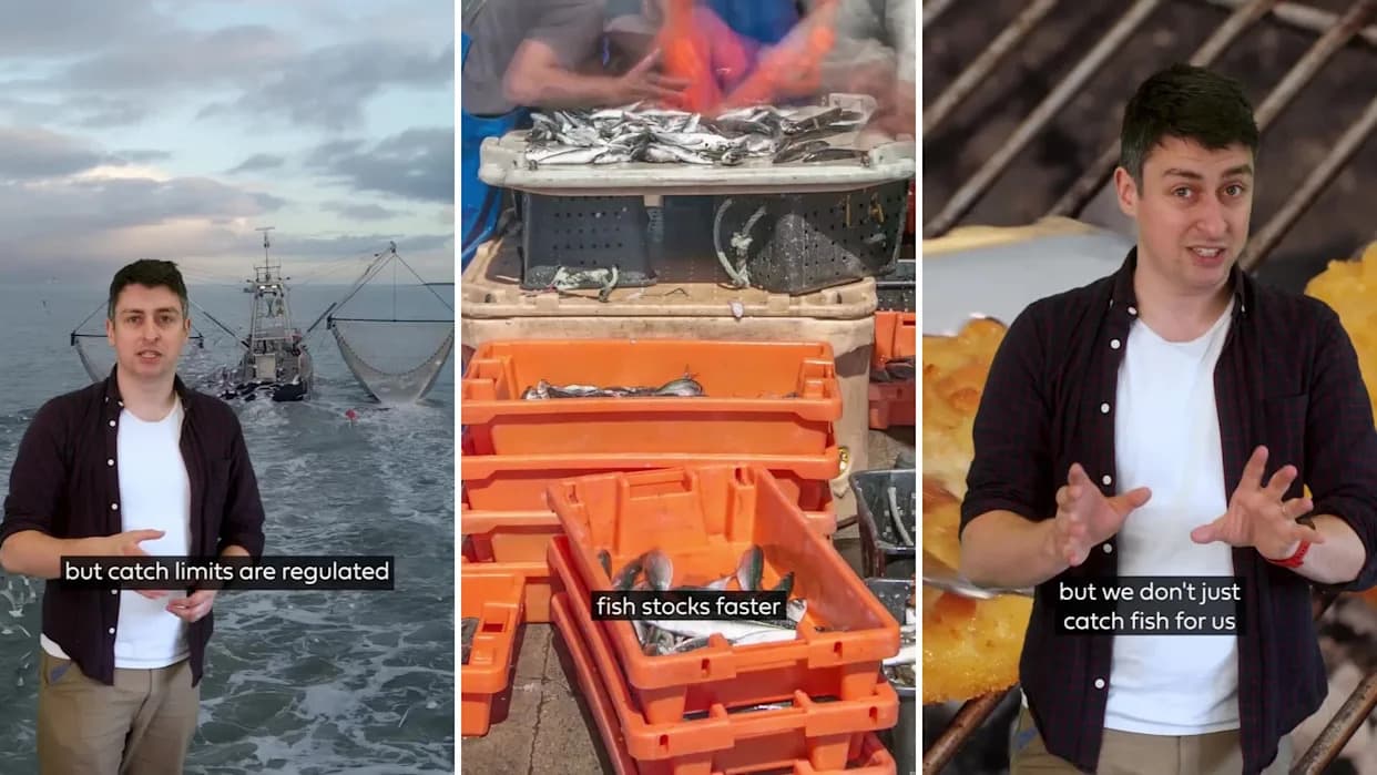 Oceans Under Siege: How Overfishing, Bycatch and Bottom Trawling Threaten Marine Life and Coastal Communities
