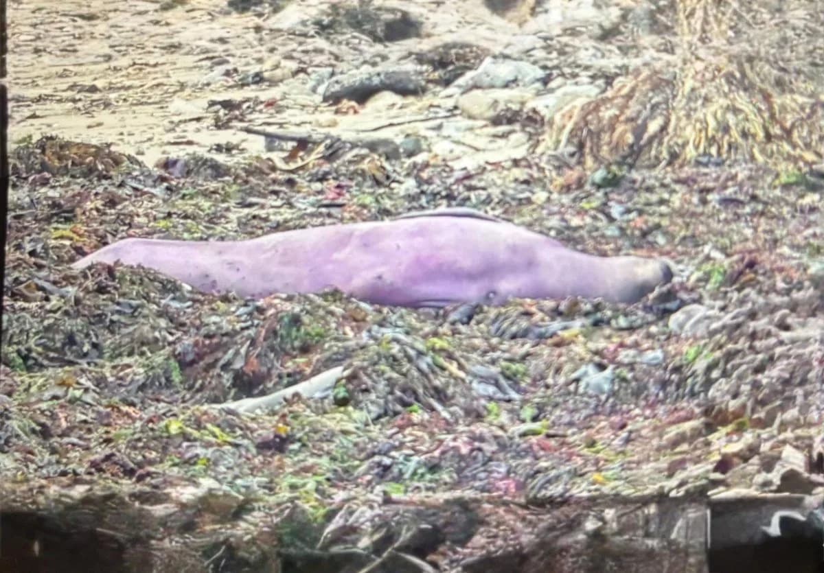 Purple Elephant Seal at California Beach Traced to Red Algae, Not Illness