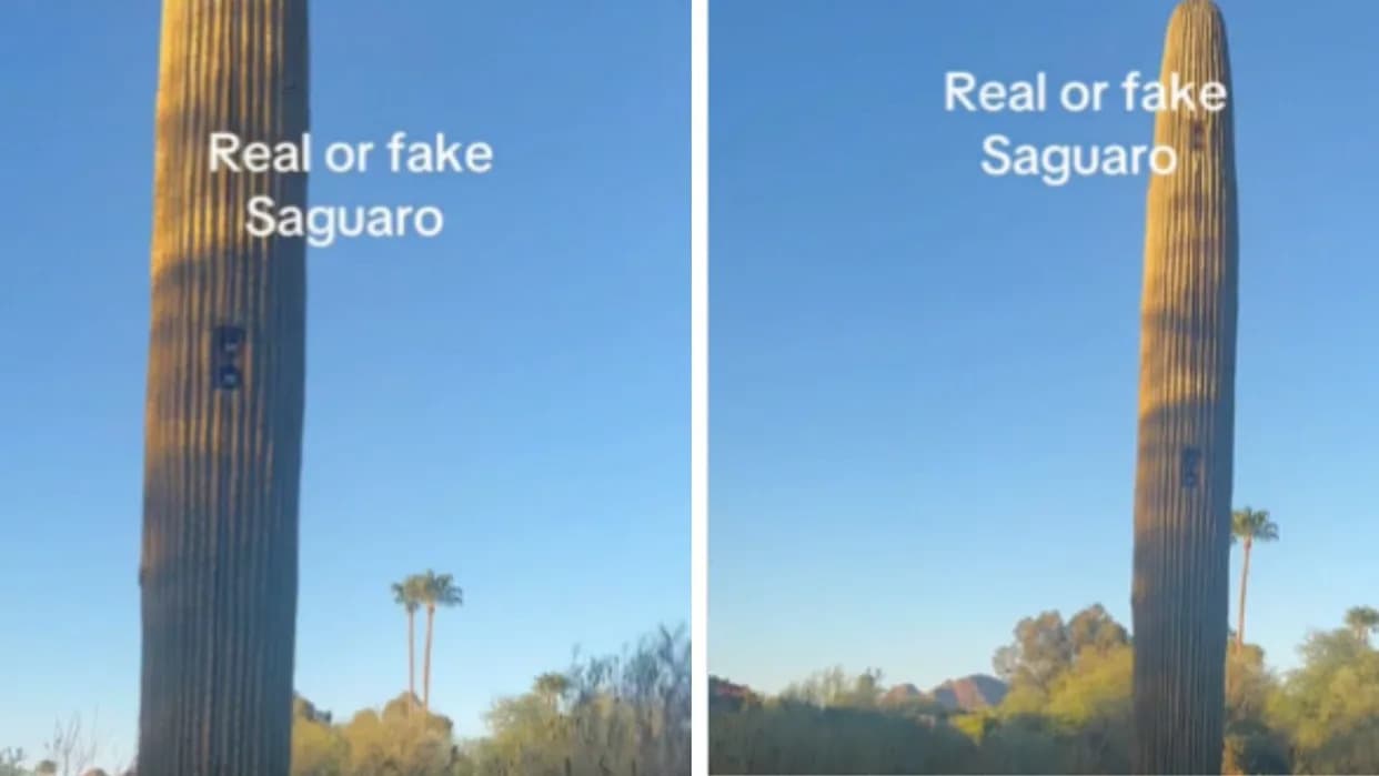 Hidden 'Cact‑Eye' Camera: Viral Video Shows License‑Plate Reader Disguised As Saguaro In Paradise Valley
