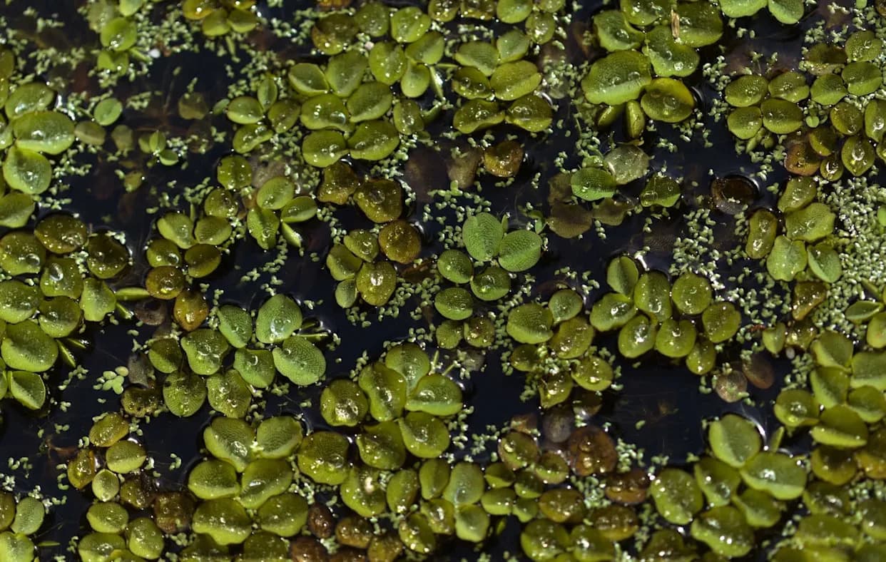 Genome Study Explains Why Invasive Water Fern Clones Itself — And How That Could Help Control It