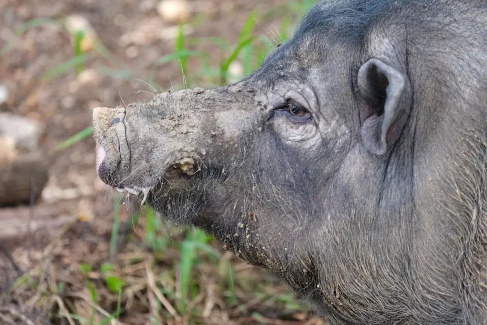 300-Pound Wild Boar Smashes Into Florida Home, Charges Deputies During 45-Minute Standoff