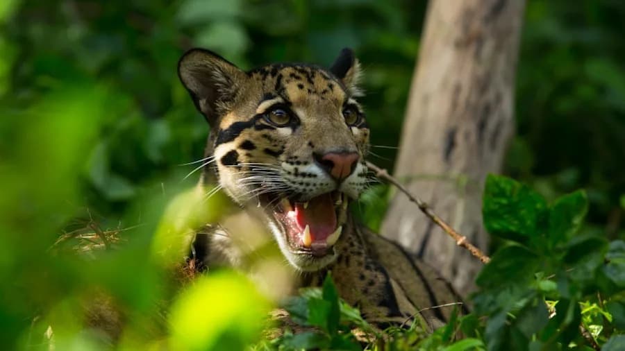 Nashville Zoo Opposes DC BLOX Data Center, Warns Of Harm To Endangered Clouded Leopards