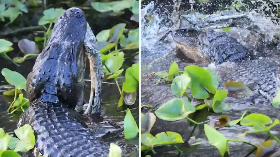 Alligator Tears Apart Invasive Burmese Python in Everglades — Rare Native Predator Win Caught on Video