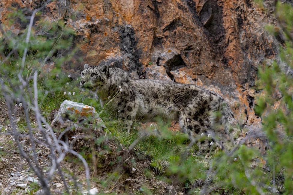 WWF Camera Traps in China Capture Rare Photo of Two Snow Leopards and 600+ Images