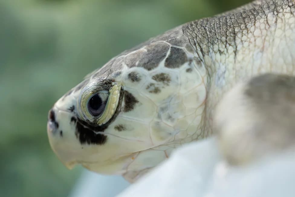 Cold-Stunned and Far From Home: How Warming Oceans Are Driving Kemp's Ridley Sea Turtles North