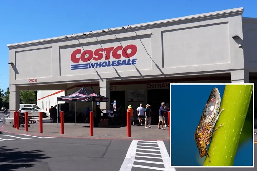 Santa Clara County Going Door-to-Door To Recover Costco Plants That May Carry Vineyard-Killing Pest