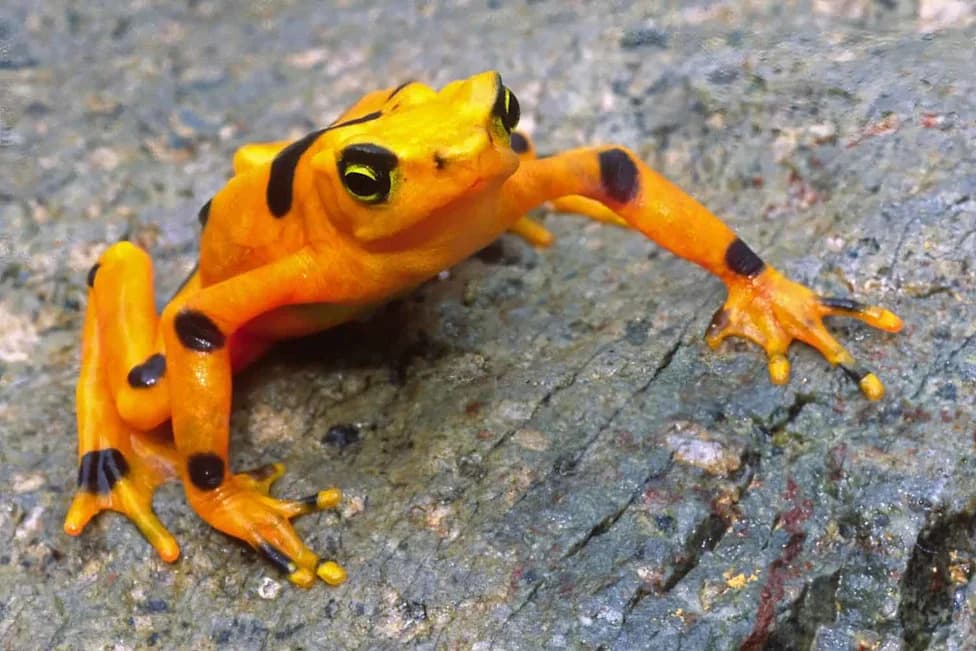 Panama’s Golden Frog Begins Cautious Return — But Deadly Chytrid Fungus Still Looms