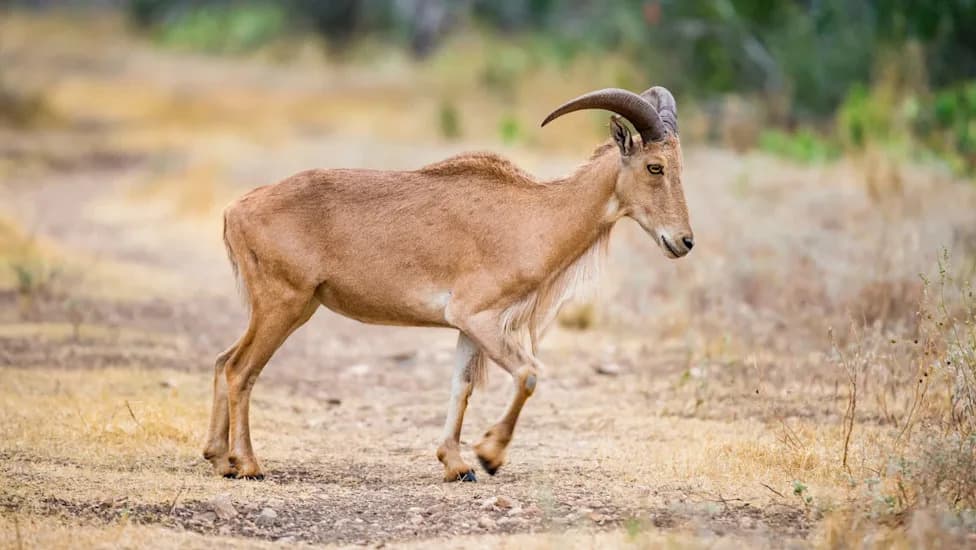 Study: Invasive Aoudad Carry Pneumonia Pathogens That Kill About 80% Of Exposed Bighorn Sheep