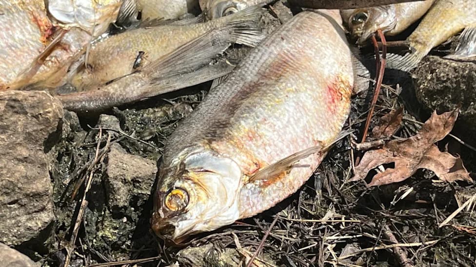 Thousands of Dead Fish Rot in Wichita Pond; Neighbors Say Stench Is Seeping Into Homes