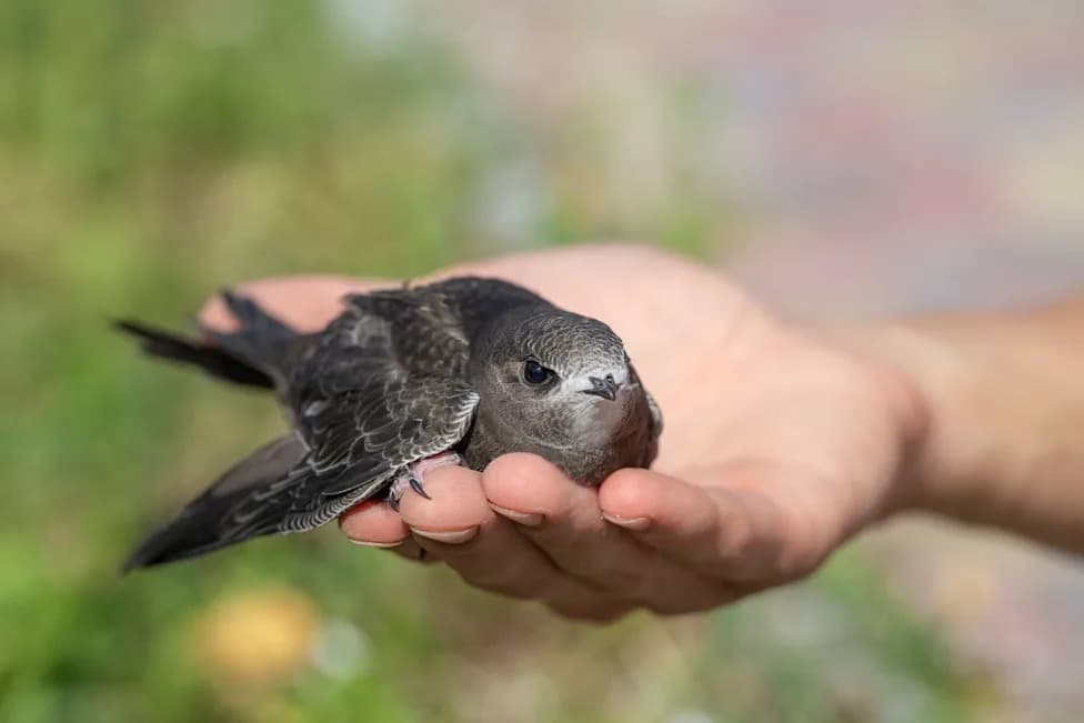 Germany Heat Wave Forces Young Swifts From Overheated Roof Nests — Rescue Centres Overwhelmed