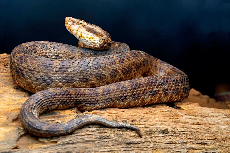 DNA From Century-Old Specimens Reveals Three New Himalayan Pit Viper Species — Five Lineages Total