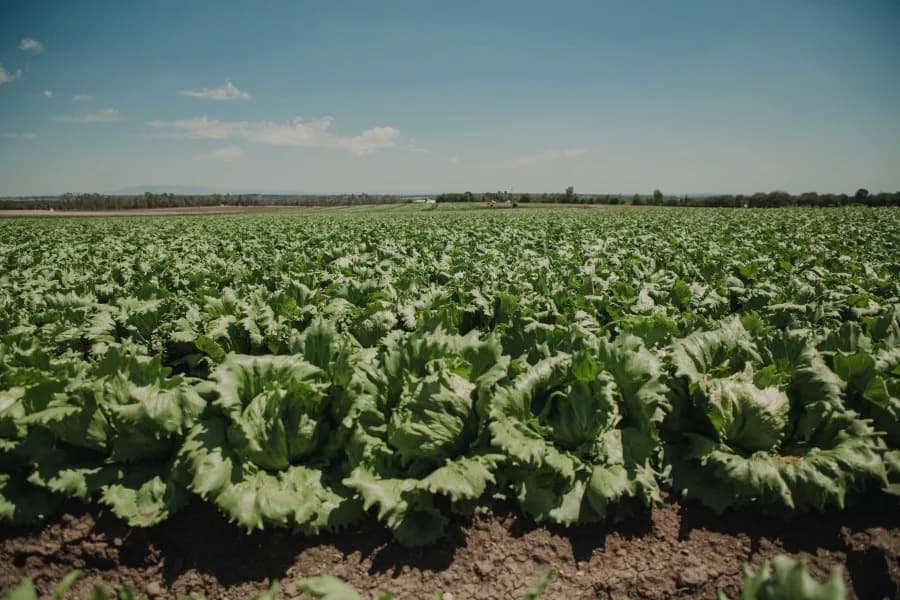 U.S. Cyclosporiasis Outbreak Linked to Iceberg Lettuce — 1,645 Confirmed Cases and Counting