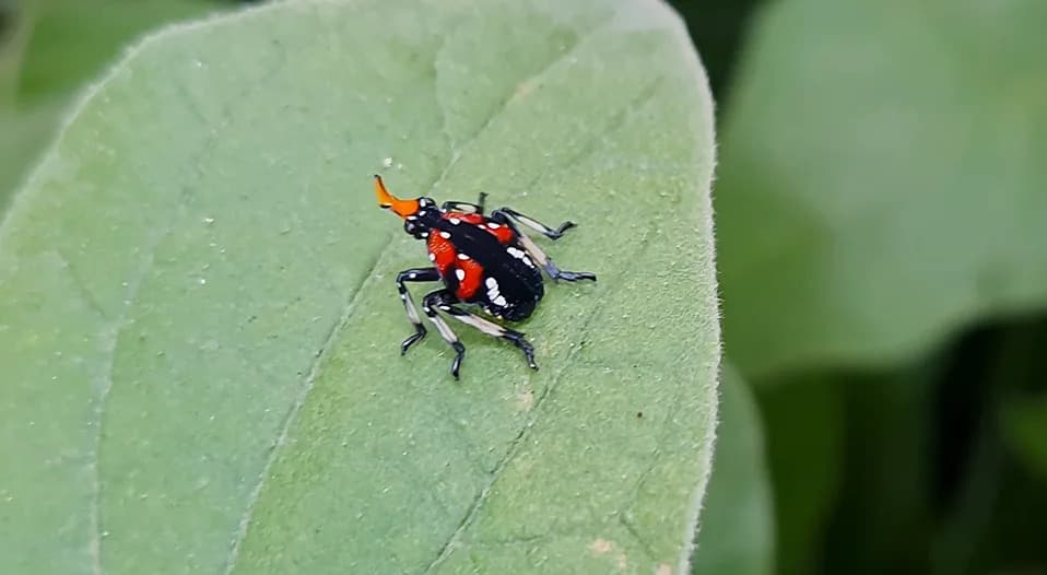 Spotted Lanternflies Surge Again in Allegheny County — State Urges: “See It, Report It, Kill It”