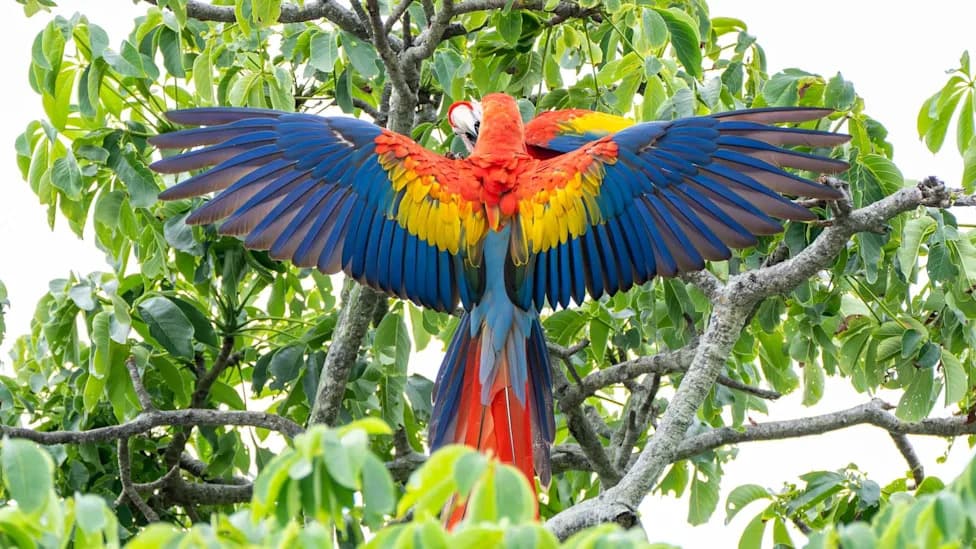 Hope Returns: Scarlet Macaws Breed in Brazil’s Atlantic Forest After 200 Years