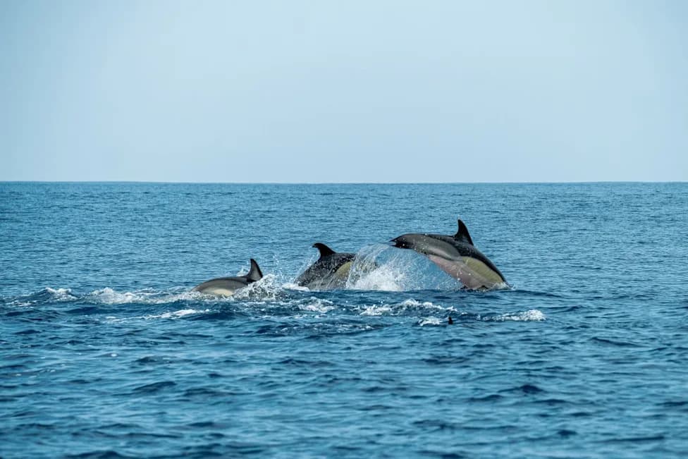 Human Activity Is Rewiring Dolphins' Social Networks, Long-Term Study Finds