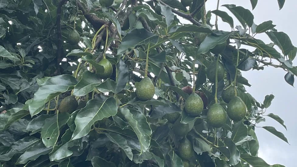 Ancient Humans Brought South American Avocados Into Central America 4,000–5,000 Years Ago