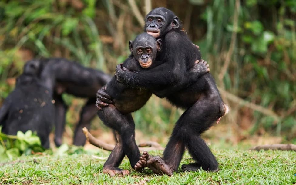 Hold Hands, Calm Down: Chimp Study Finds Touch Defuses Tension