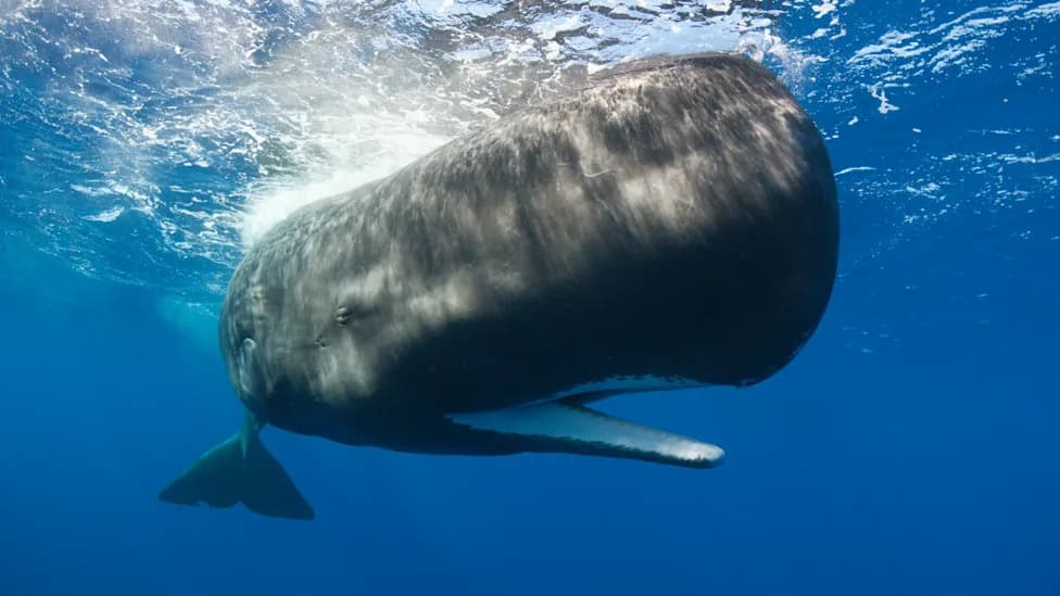 Sperm Whales Alter Vocal Patterns Near Ships — Shorter Clicks and Shifted 'Vowel' Sounds