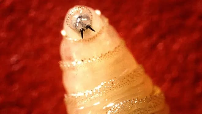 New World Screwworm Alert: 41 Animal Cases Reported — Markets Put Human Case Chance at ~30% This Year