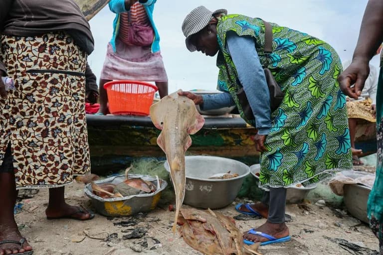 Ghana's Race to Save the Guitarfish: One Conservationist and Coastal Communities Fight to Protect 'Esene'