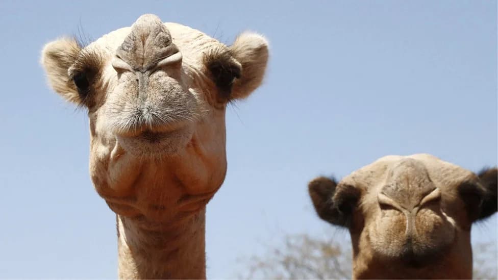 Even Camels Are Suffering: Rising Heat Is Overwhelming Africa’s Desert Herds