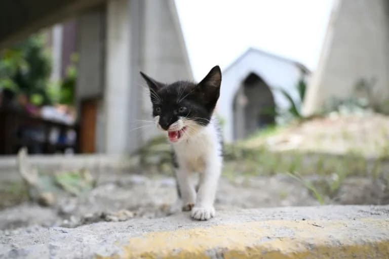 After the Quakes: Venezuelans Race to Reunite With Lost Pets