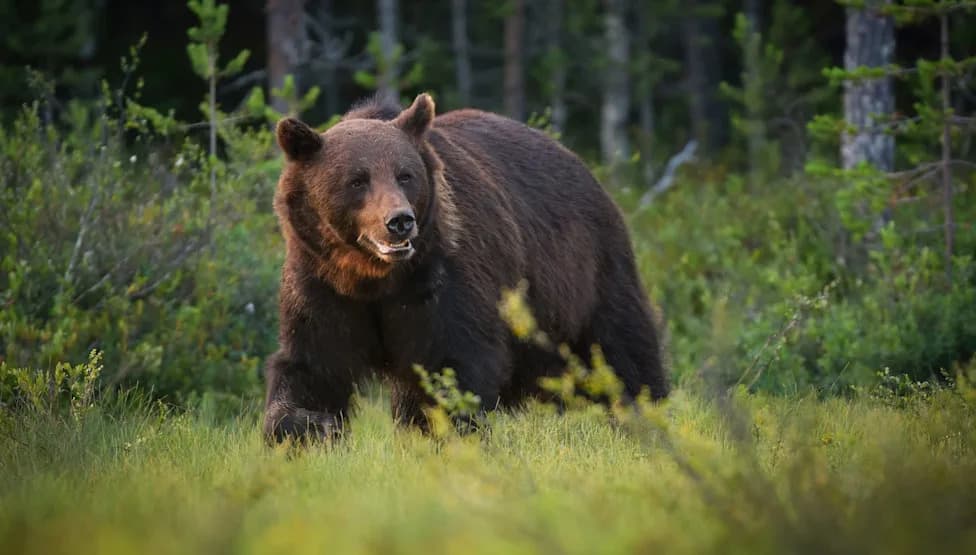 Regina Couple Identified After Rare Fatal Bear Attack at Remote Saskatchewan Cabin