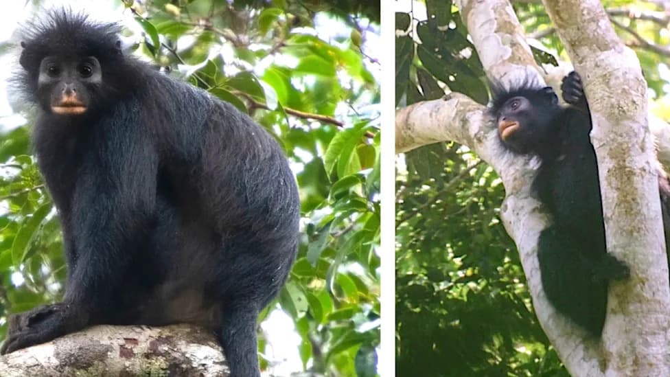 Orange-Mouthed 'Likweli' Confirmed as New Colobus Species — Scientists Urge Endangered Status