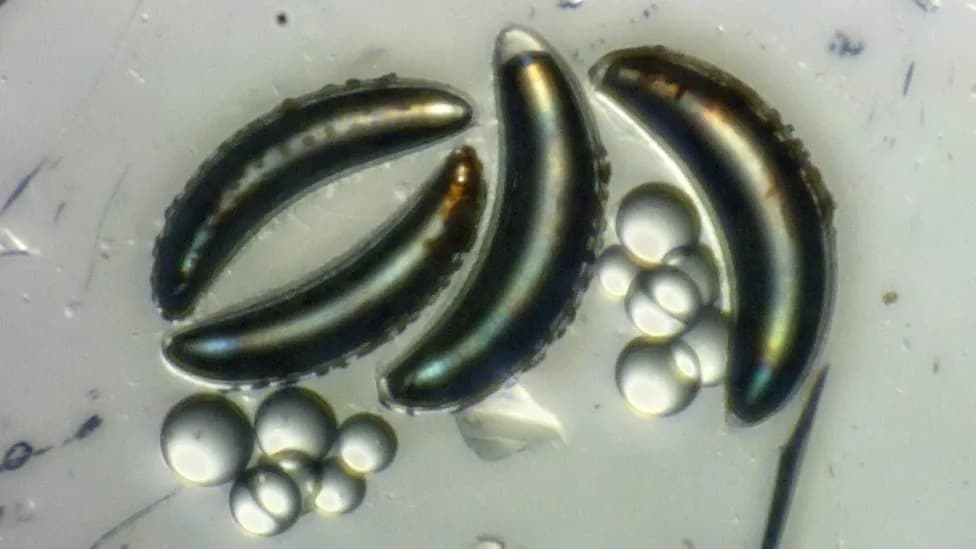Lake Fly Larvae Withstand Pressure Equivalent To 1,213 Ft Underwater, Challenging Why Insects Avoid the Open Ocean