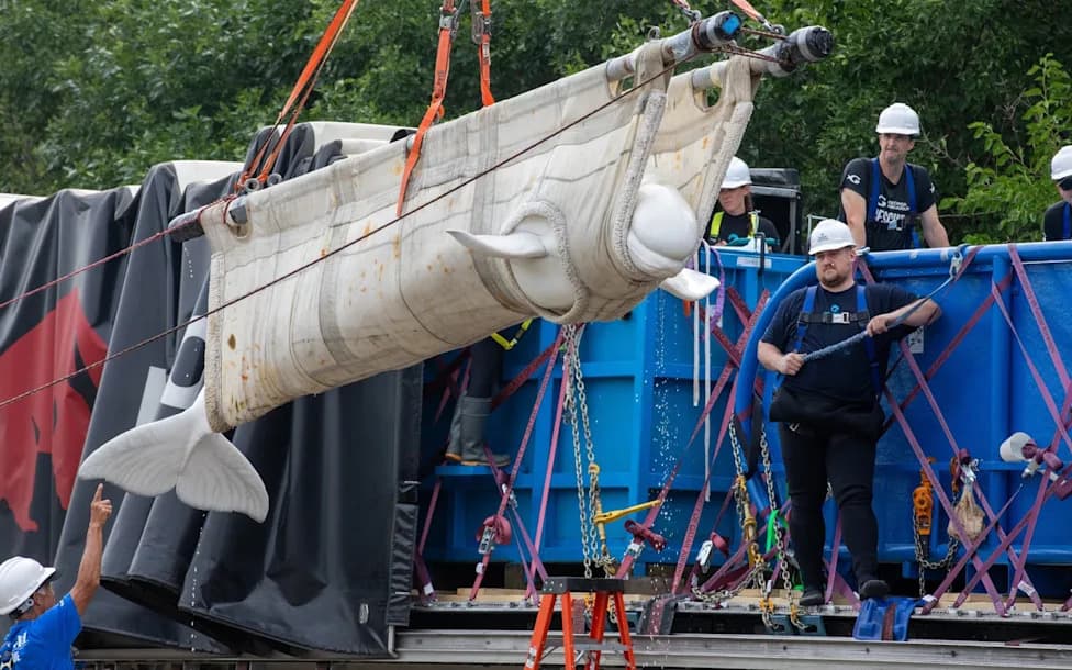 Four Beluga Whales Flown From Toronto to Chicago in Rescue Transfer to Shedd Aquarium