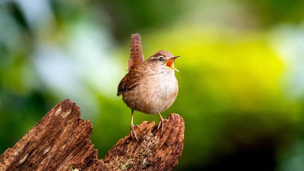Scientists Reveal Eight Building Blocks Behind the Spectacular Diversity of Birdsong