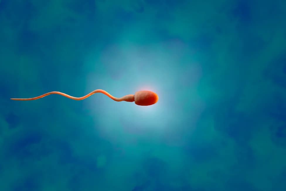 First Documented Human Transplant of Frozen Testicular Tissue Produced Sperm