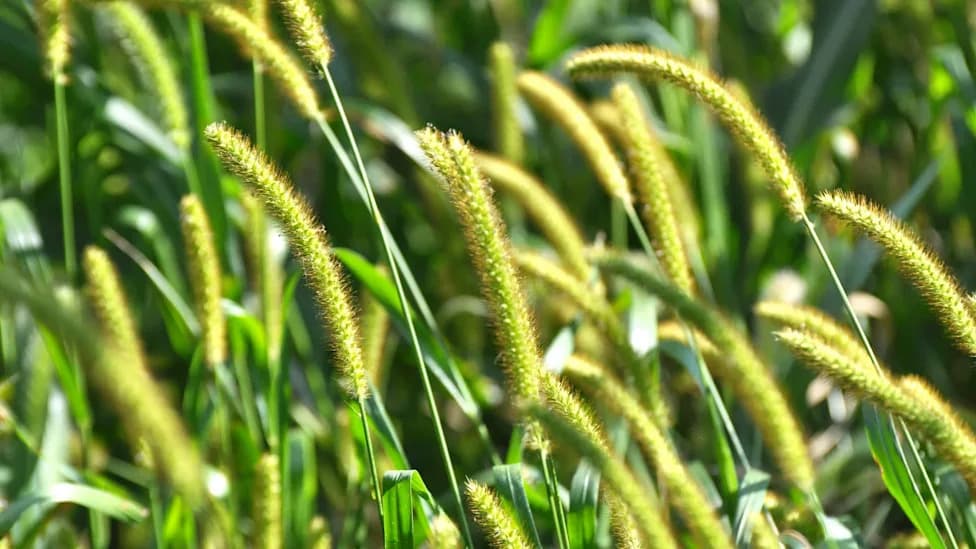 Plants Activate Sun-Protection Within 10 Minutes — A Fast Route To Hardier Crops