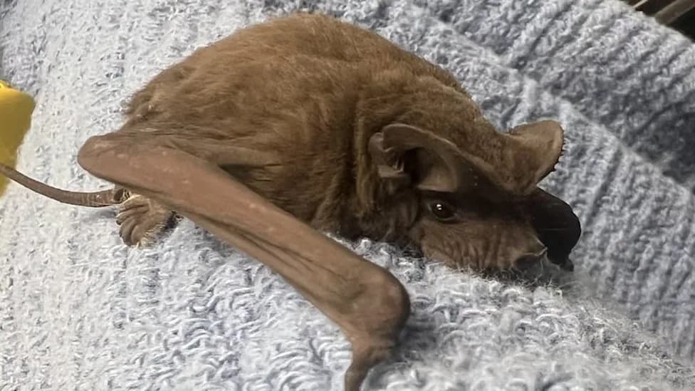 Rare Florida Bonneted Bat Pup Found in Palm Beach County Offers New Hope for Conservation