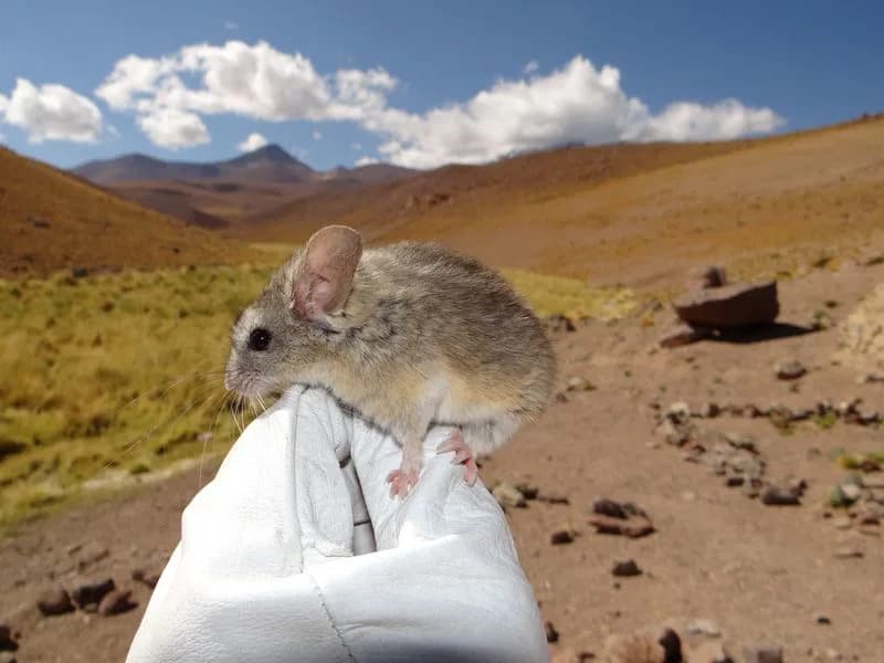 How the Andean Leaf-Eared Mouse Survives 22,000-Foot Peaks: Genomic and Metabolic Adaptations