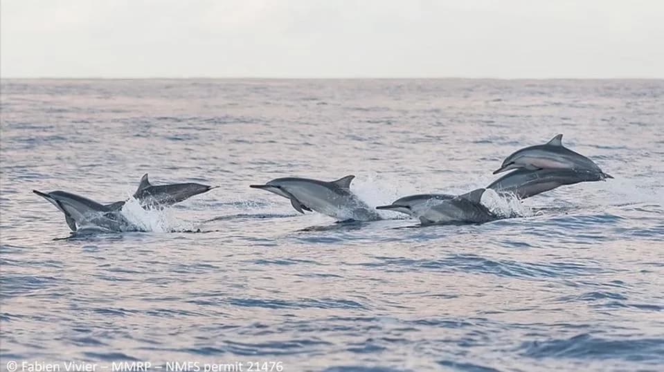 Tourism May Be Reducing Birth Rates in Hawaiian Spinner Dolphins, Study Warns